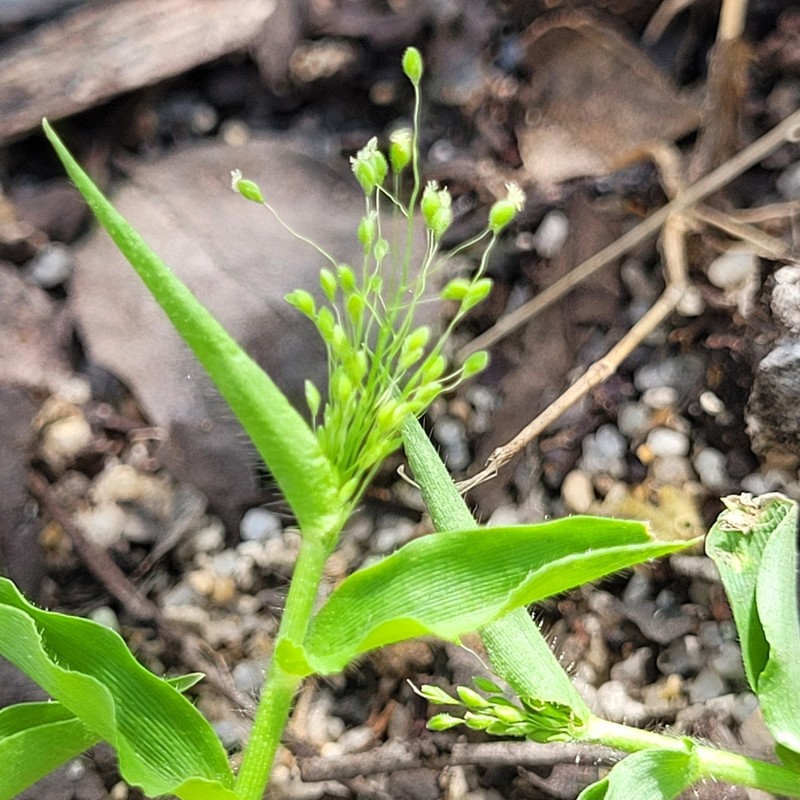 Tropical Panicgrass photo 5