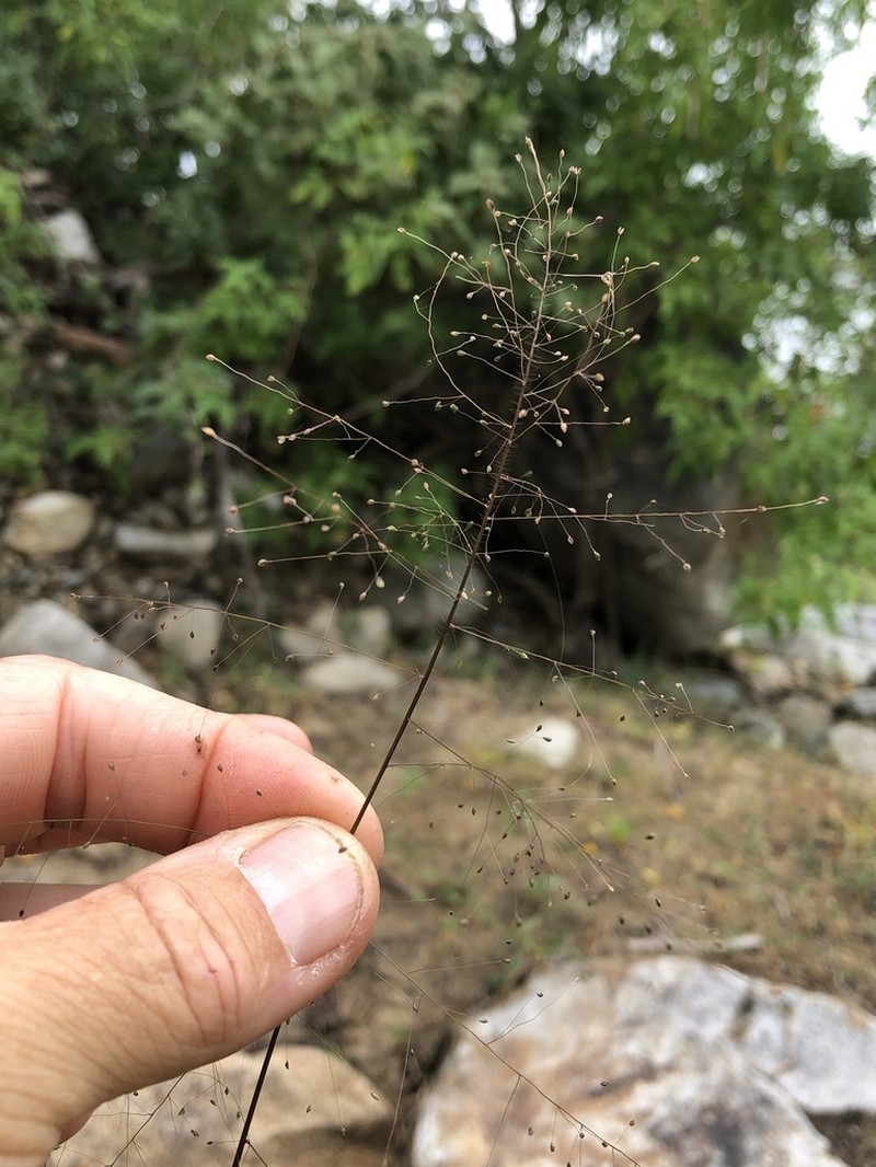 Tropical Panicgrass photo 7