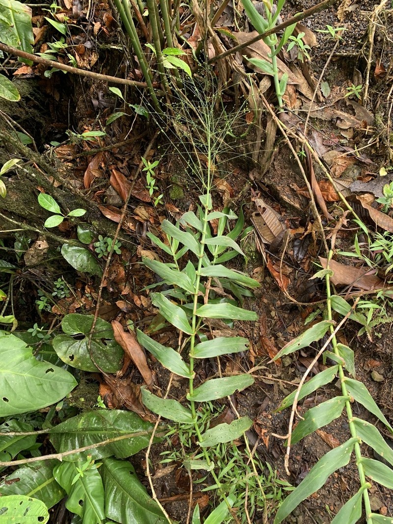 Tropical Panicgrass photo 8
