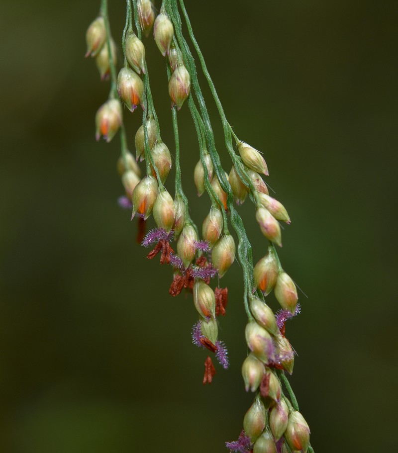 Panicum tricholaenoides