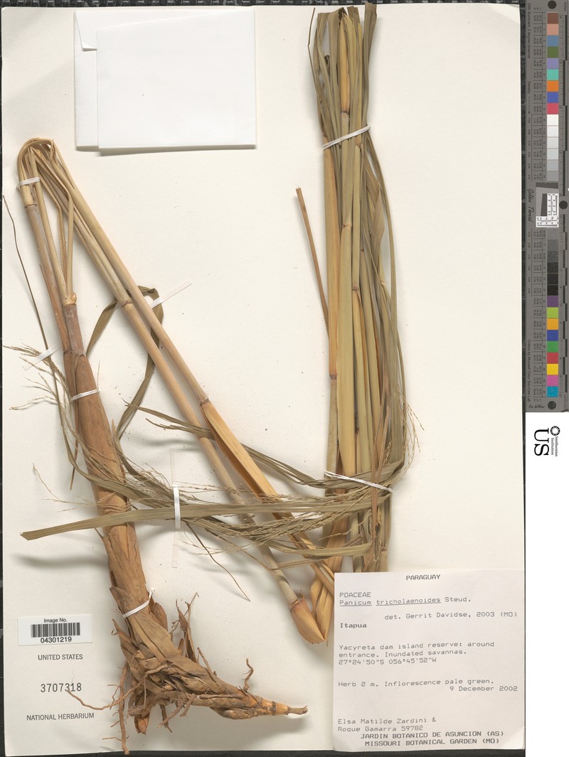 Panicum tricholaenoides photo 2