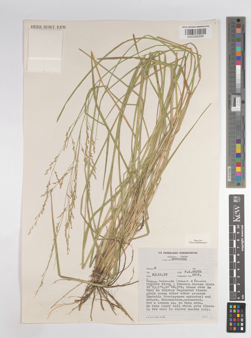 Panicum trichonode photo 2