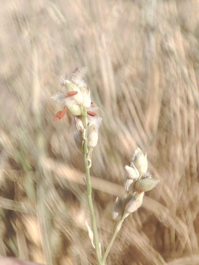 Desert Grass photo 2