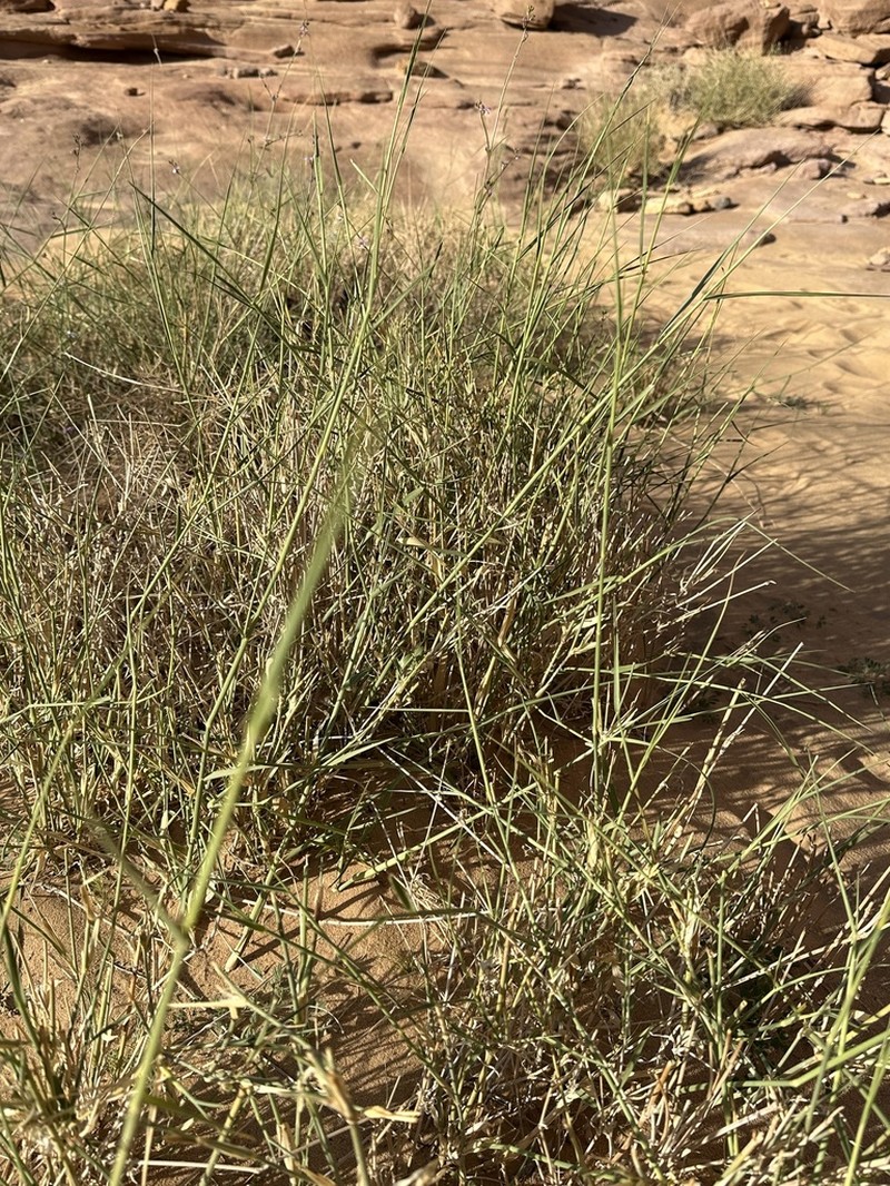 Desert Grass photo 3