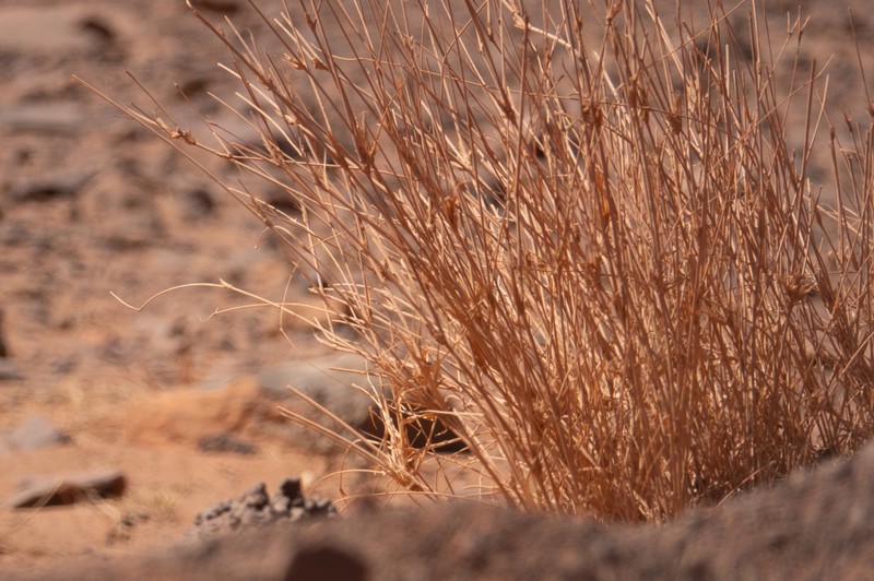 Desert Grass photo 4