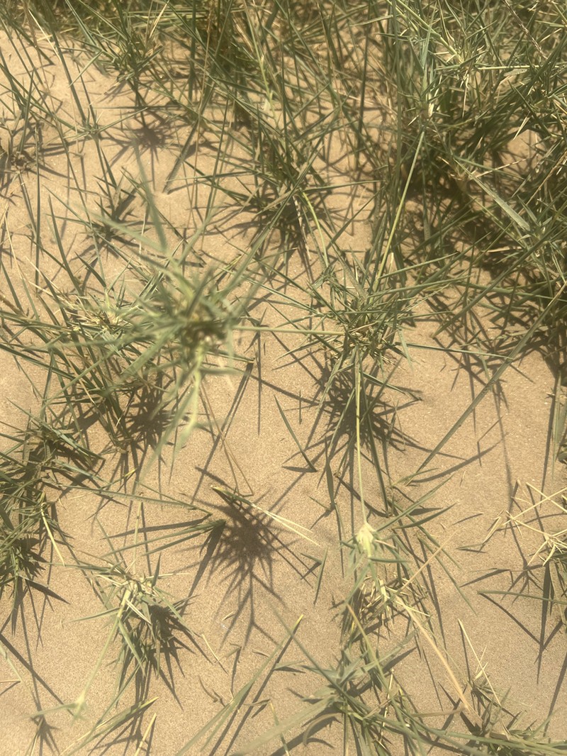 Desert Grass photo 5
