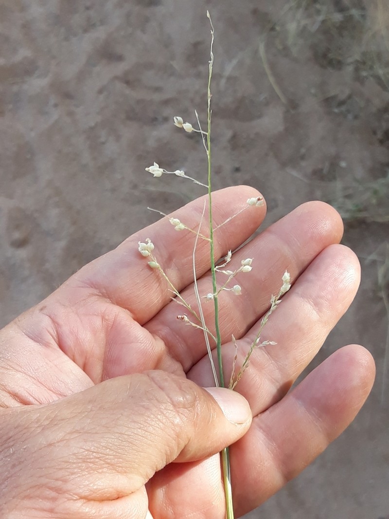 Desert Grass photo 6
