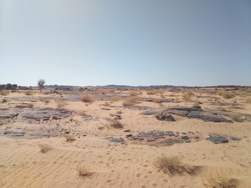Desert Grass photo 7
