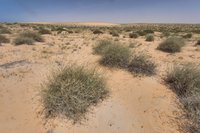 Desert Grass