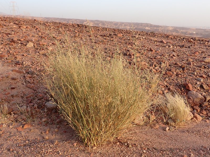 Desert Grass