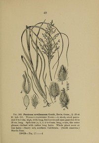Desert Panicgrass