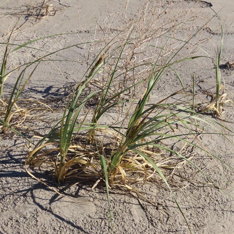 Desert Panicgrass photo 2