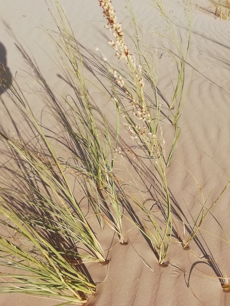 Desert Panicgrass photo 3