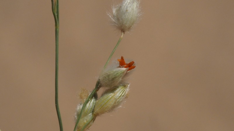 Desert Panicgrass photo 4