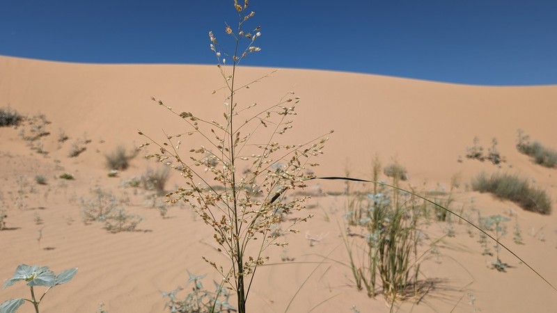 Desert Panicgrass photo 5