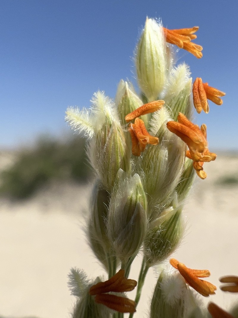 Desert Panicgrass photo 6