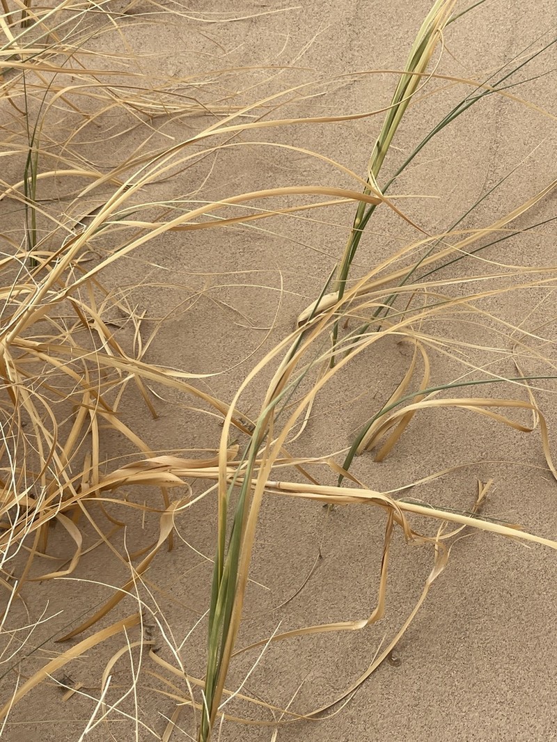 Desert Panicgrass photo 7