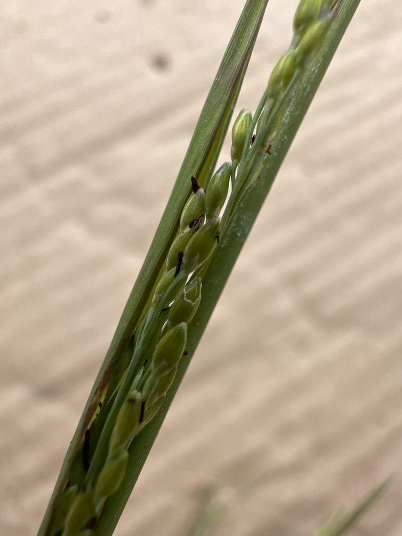 Panicum vaseyanum