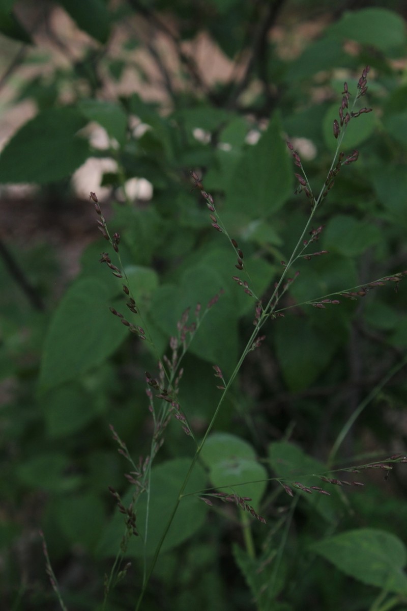 Panicum vaseyanum photo 2