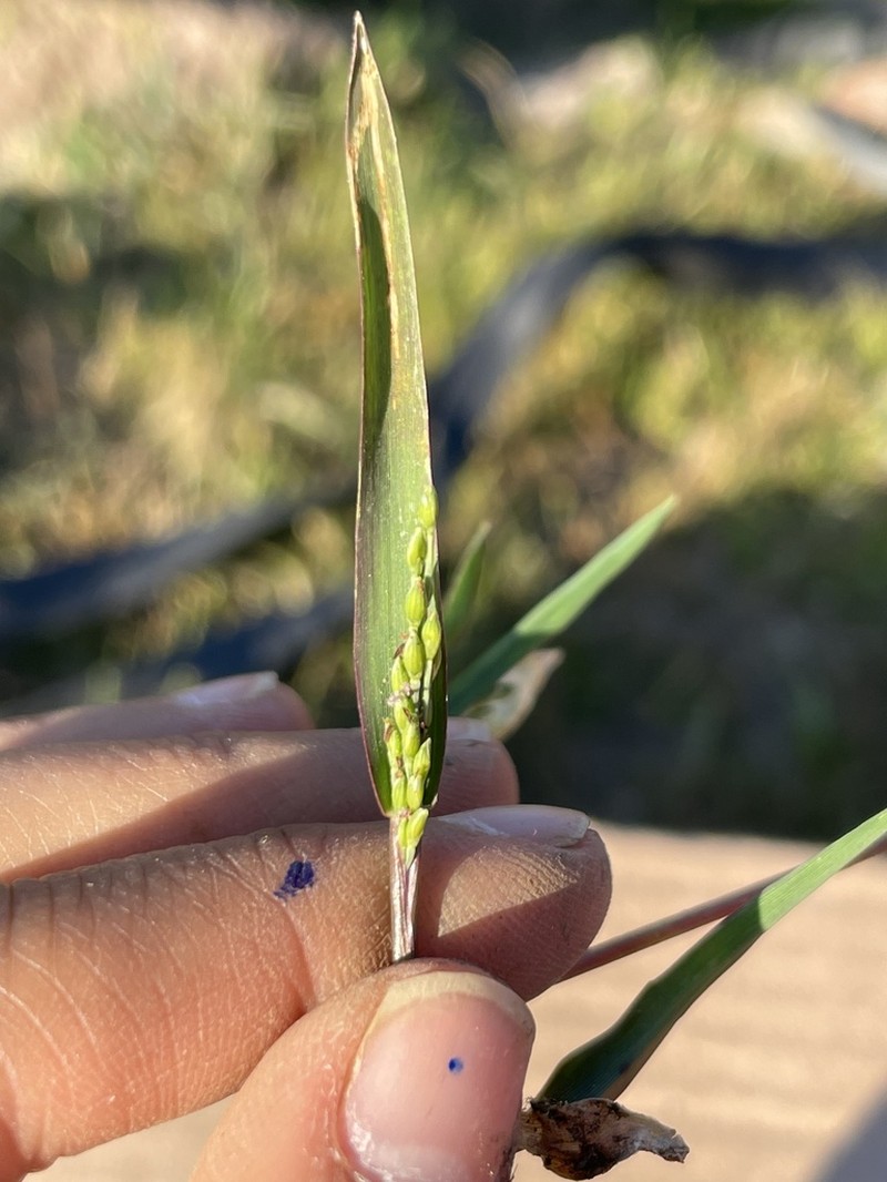 Panicum vaseyanum photo 3