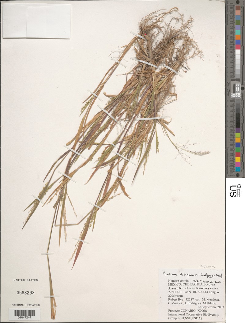 Panicum vaseyanum photo 4