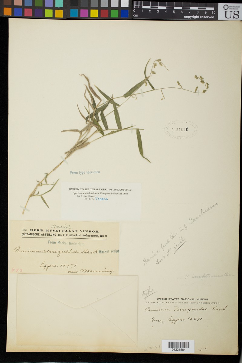 Venezuelan Panicgrass