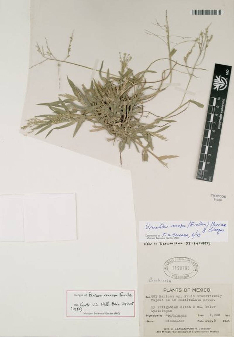 Panicum venosum
