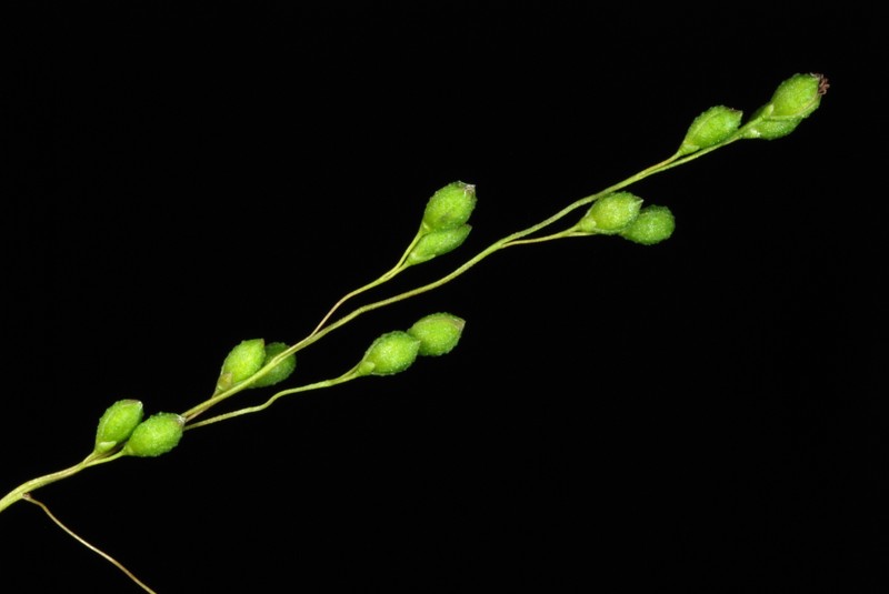 Warty Panicgrass photo 4
