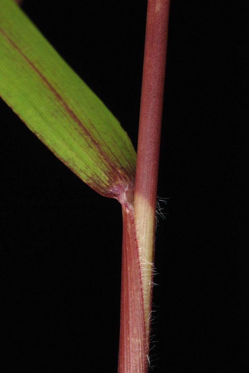 Warty Panicgrass photo 5