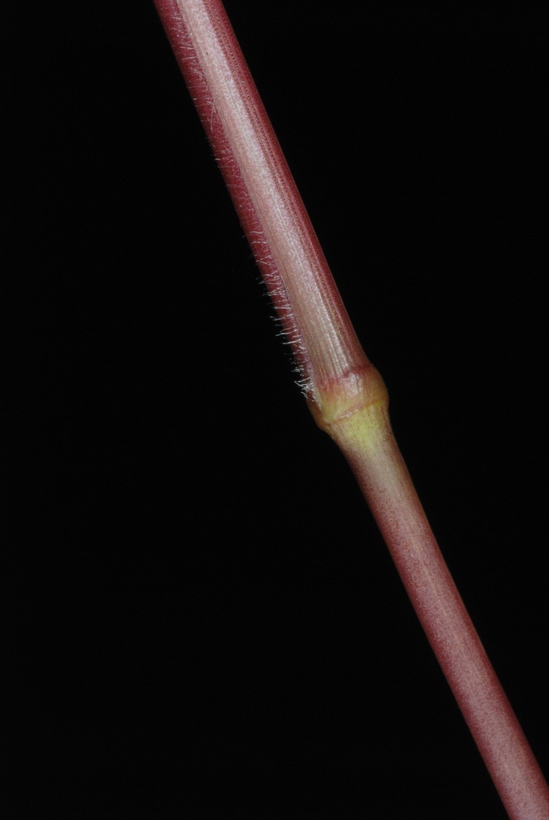 Warty Panicgrass photo 6