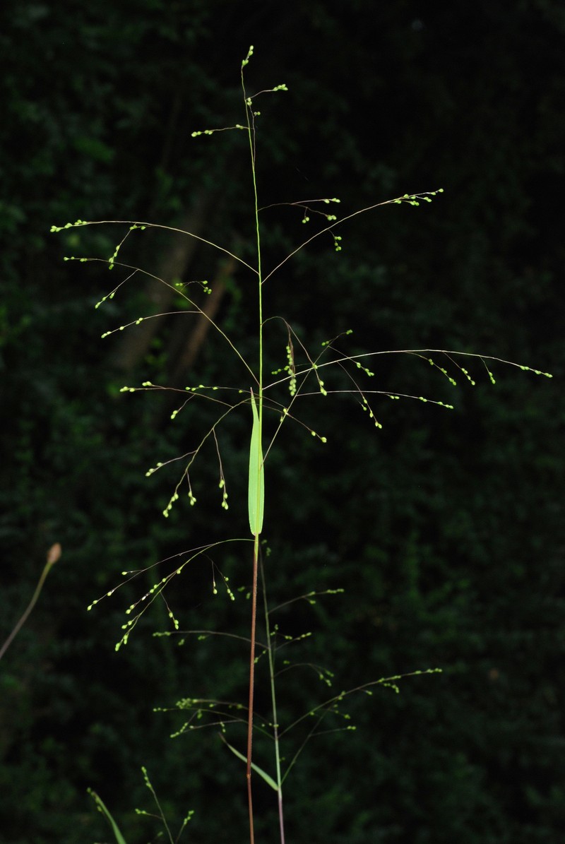 Warty Panicgrass