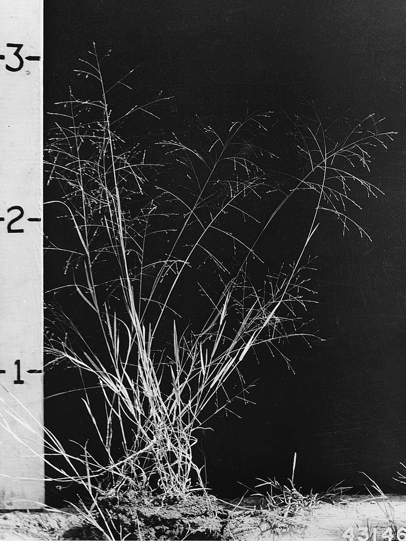 Warty Panicgrass photo 3