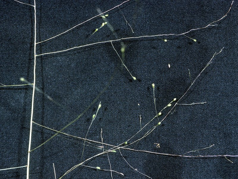 Warty Panicgrass photo 7