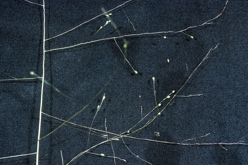 Warty Panicgrass photo 8