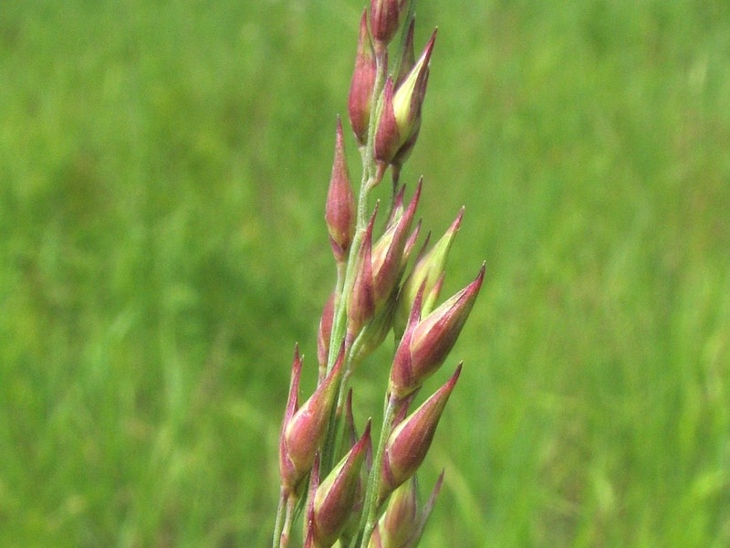 Switchgrass photo 3