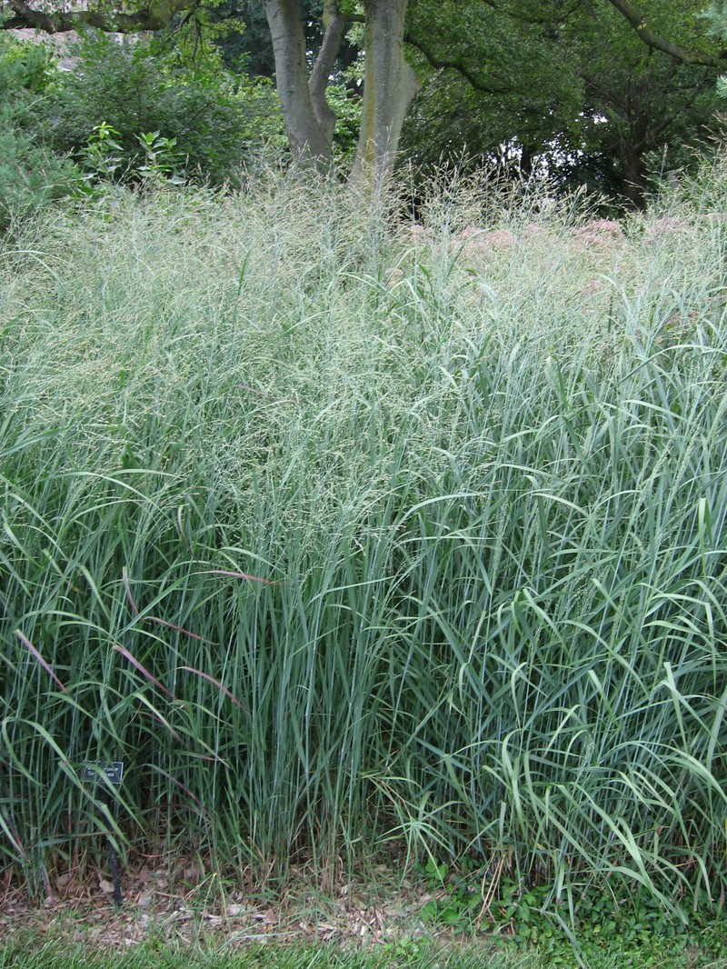 Switchgrass photo 6