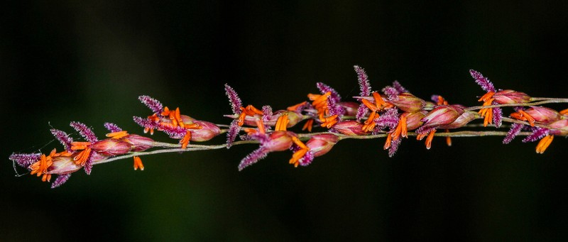 Switchgrass photo 5