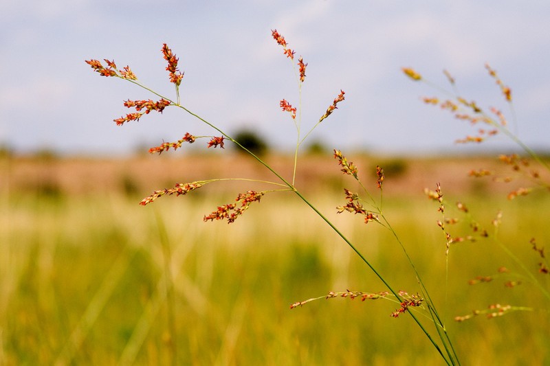 Switchgrass photo 6