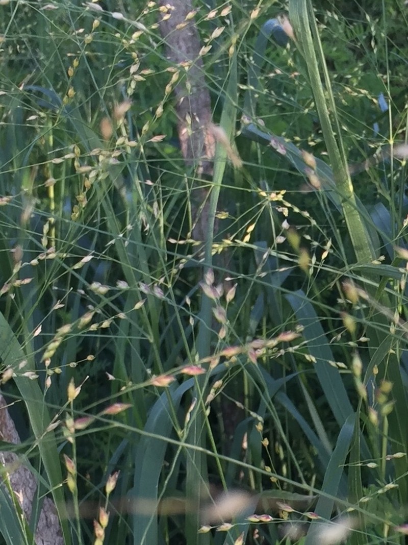 Switchgrass photo 7