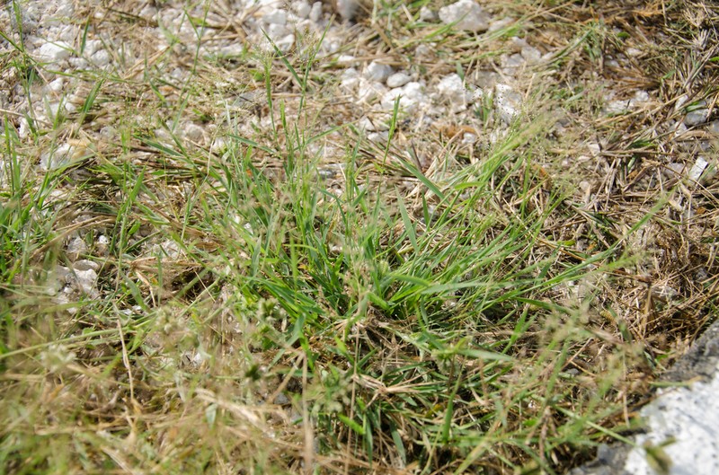 Panicum voeltzkowii
