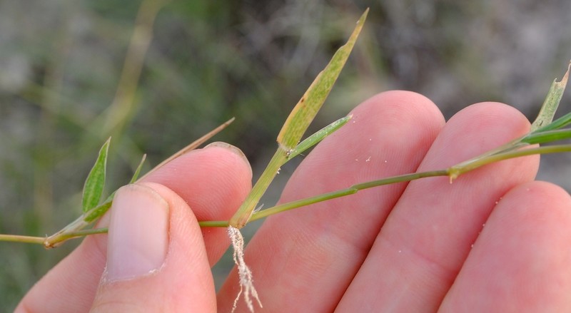 Panicum voeltzkowii photo 2