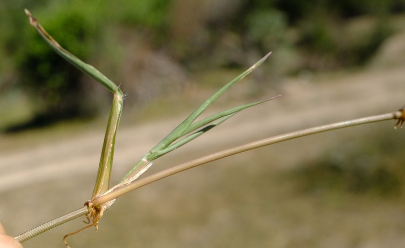 Panicum voeltzkowii photo 3