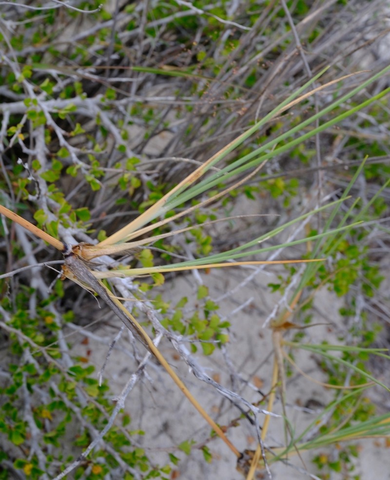 Panicum voeltzkowii photo 4