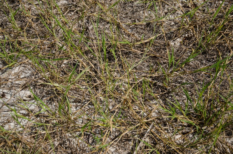 Panicum voeltzkowii photo 5