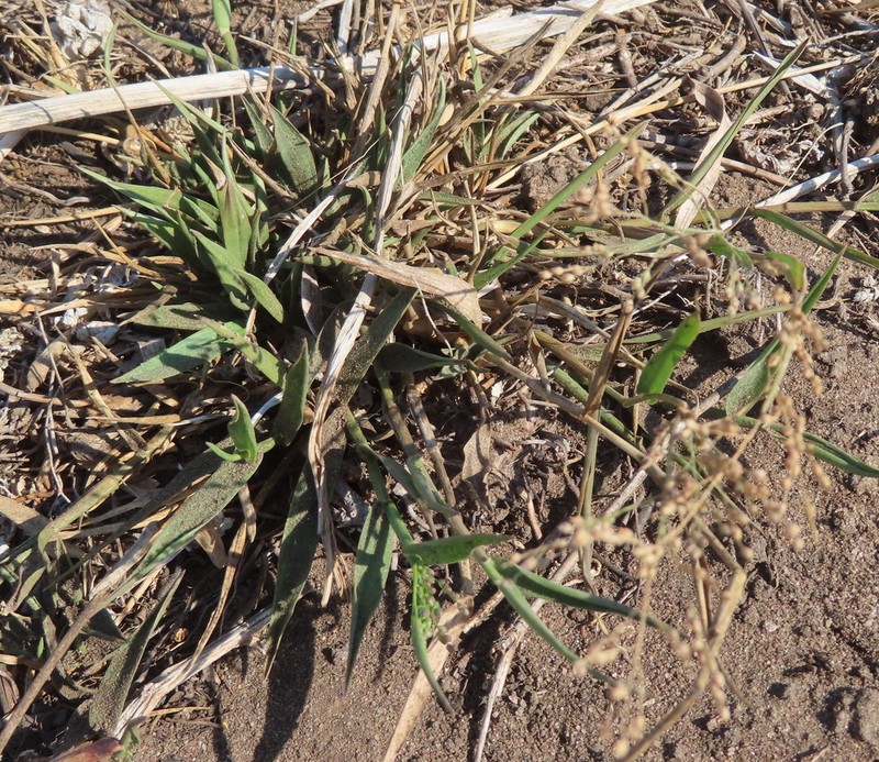 Panicum voeltzkowii photo 6