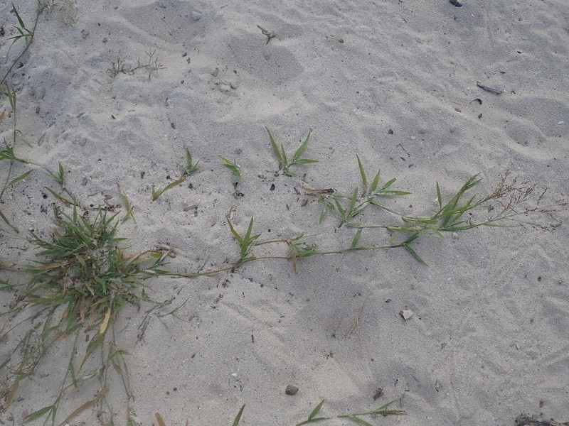 Panicum voeltzkowii photo 7