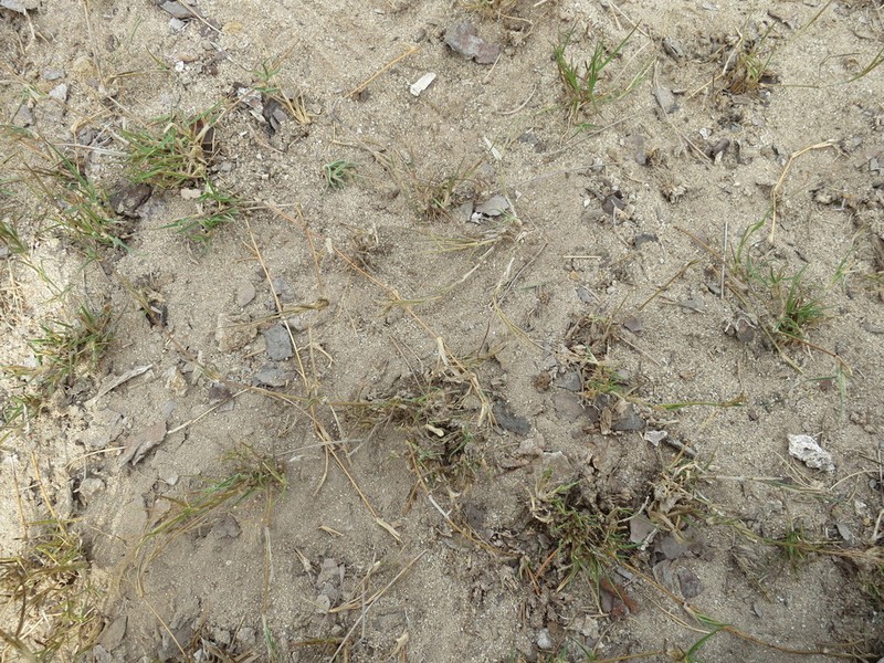 Panicum voeltzkowii photo 8