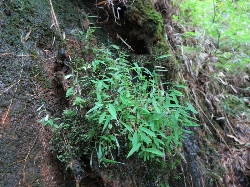 Panicum vohitrense