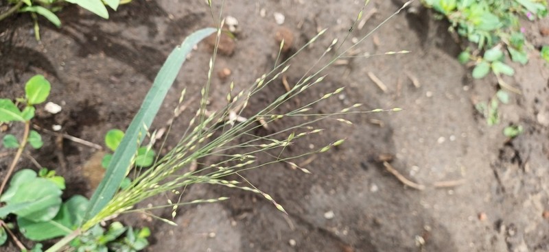 Panicum volutans