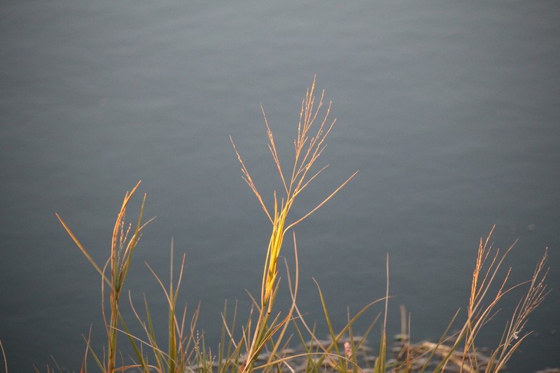 Panicum volutans photo 2